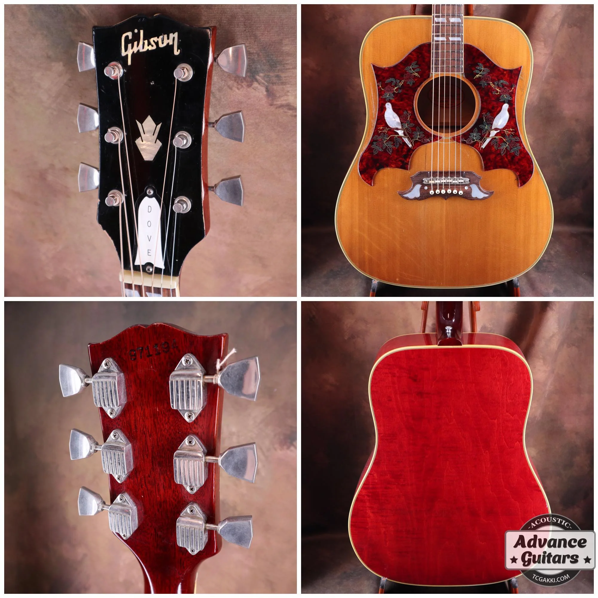 1968年製 Dove Double Pickguard - Image 2